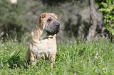 SHAR-PEI 395